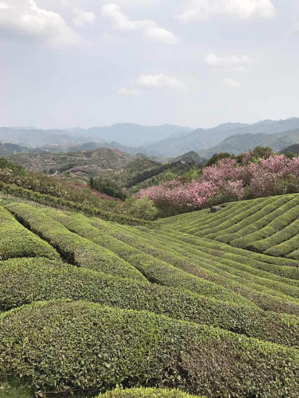 瀑布仙茗历史渊源