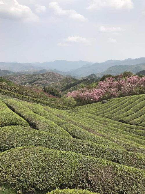 瀑布仙茗历史渊源