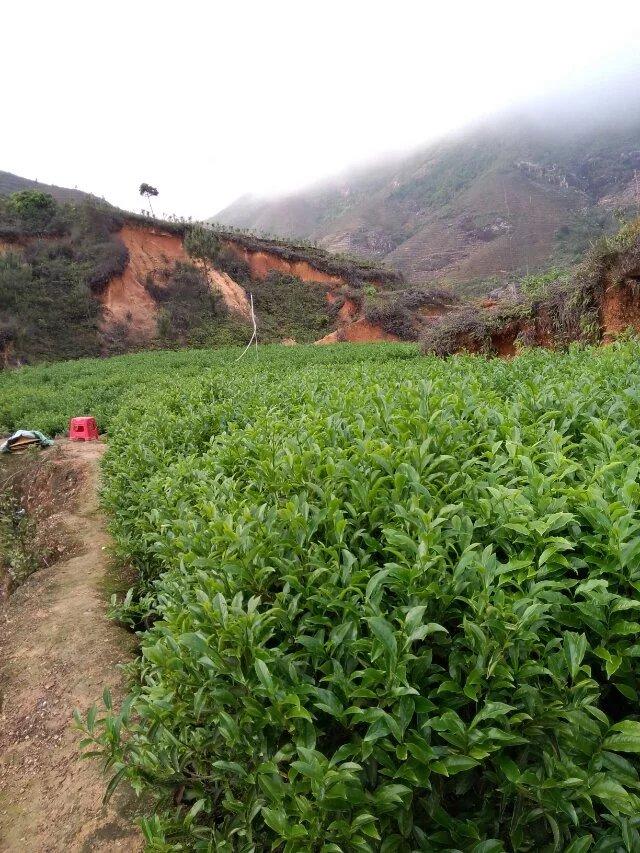 潮州凤凰山，单枞香气浓