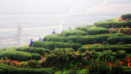 茶按不同方式的分类介绍